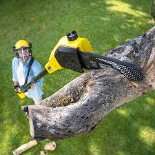 Best Lawn Watering Services  in Escobares, TX
