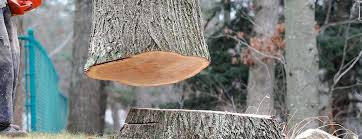 Best Tree Maintenance Programs  in Escobares, TX
