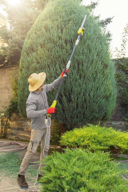 Best Tree Health Inspection  in Escobares, TX